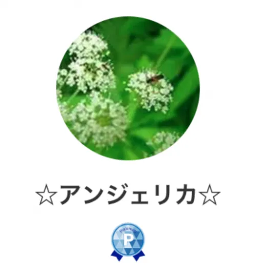 ☆アンジェリカ☆先生